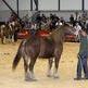 Pr�xima Feria del caballo de tiro y cruzado de Pola de Laviana