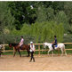 Los caballos de la H�pica Parque del Agua ya tienen ubicaci�n definitiva