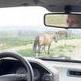 Aparecen nuevos caballos con cepos en Moa�a