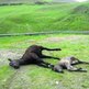 Caballos muertos en el puerto de Pajares (Asturias)
