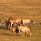 Mongolia recibe de China cuatro caballos Przewalski