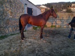VALHONDO II