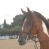 Comanche
