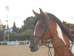 Comanche