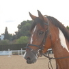 Comanche