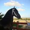 Nanne