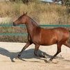 ALIADA IV