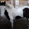 chiqui
