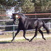 Altamiro 4