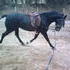 Cascabel