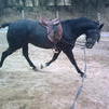 Cascabel Cascabel
