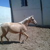 perla