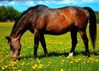 Comparte tu conocimiento sobre caballos