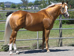 Palomino