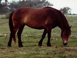 Exmoor
