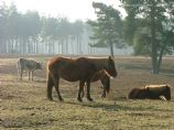New Forest