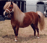 Poni Shetland 