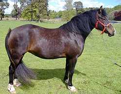 Poni Gal�s Sec D