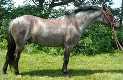 Poni Gal�s X 