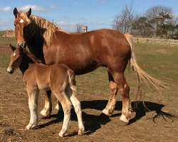 Suffolk Punch