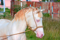 Albino