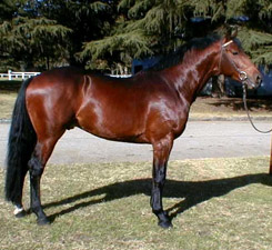 Criollo Argentino