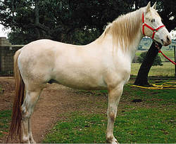 Hispano-Arabe