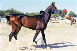 Turkoman