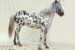 Altai