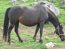 Poni Bosnio