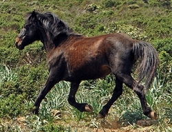 Poni de Giara