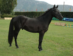Poni Esperia