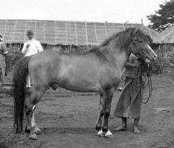 Poni Batak