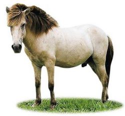 Poni de Java