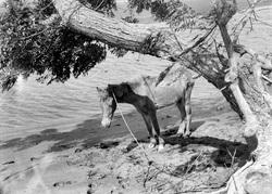 Poni de Bali