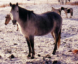 Poni R�stico Canadiense