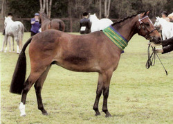 Poni Australiano