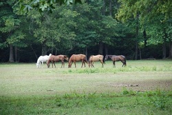 Chickasaw