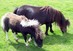 Poni Shetland 