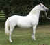 Poni Gal�s Sec A