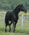 Poni Gal�s Sec B