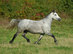 Poni Gal�s Sec C