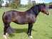 Poni Gal�s Sec D