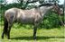 Poni Gal�s X 