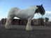 Gitano Vanner