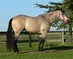 Buckskin