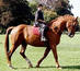 Trot�n Franc�s
