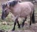 Konik