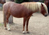 Poni Anadolu
