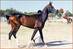 Turkoman